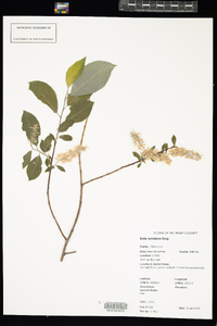 Salix bebbiana image