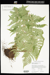 Dryopteris marginalis image