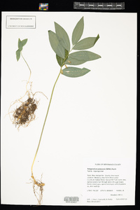 Polygonatum pubescens image