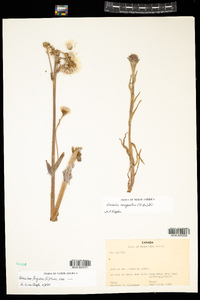 Petasites frigidus image