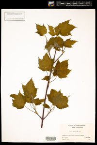 Acer spicatum image