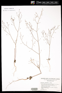 Image of Eriogonum apiculatum
