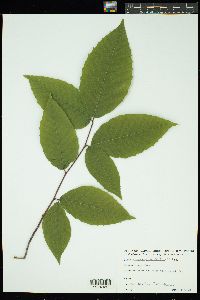 Fagus grandifolia image