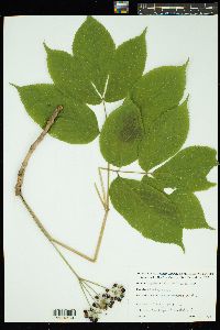 Aralia nudicaulis image