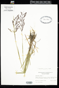 Agrostis gigantea image