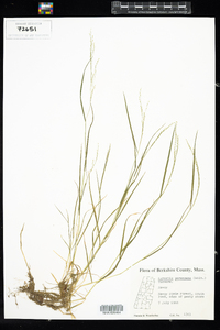 Agrostis perennans image