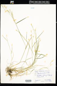 Agrostis scabra image