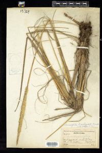 Ammophila breviligulata image