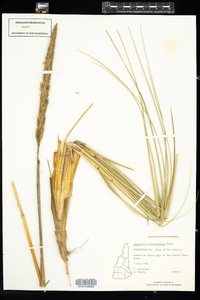 Ammophila breviligulata image