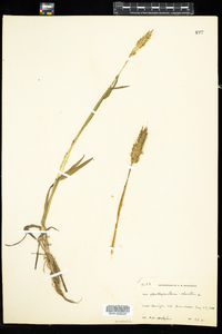 Anthoxanthum odoratum image