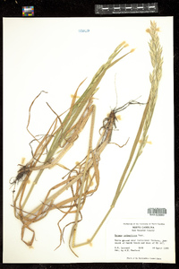 Bromus catharticus image