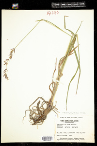 Bromus inermis var. pumpellianus image