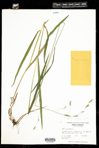 Bromus pubescens image