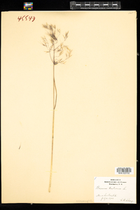 Bromus tectorum image