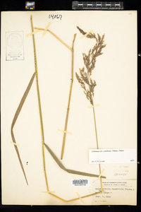 Calamagrostis canadensis image