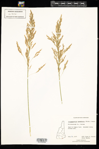 Calamagrostis canadensis image