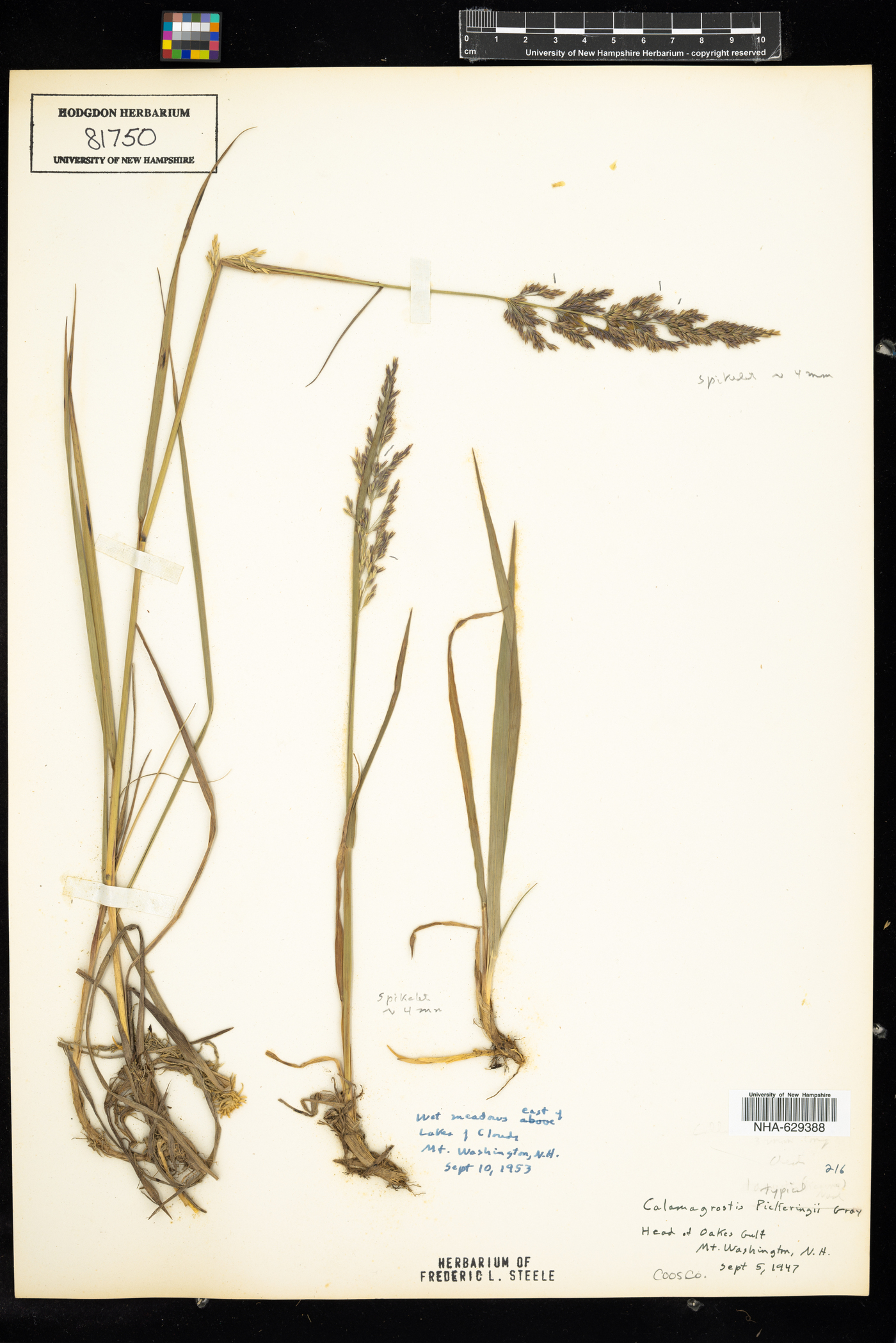 Calamagrostis pickeringii image