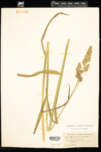 Dactylis glomerata image