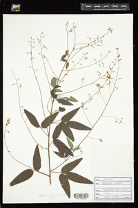 Desmodium obtusum image