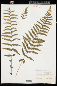 Thelypteris noveboracensis image