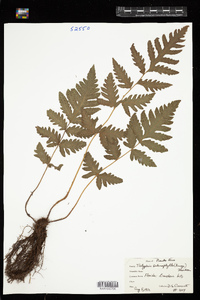 Image of Thelypteris sclerophylla