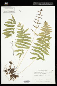 Thelypteris simulata image