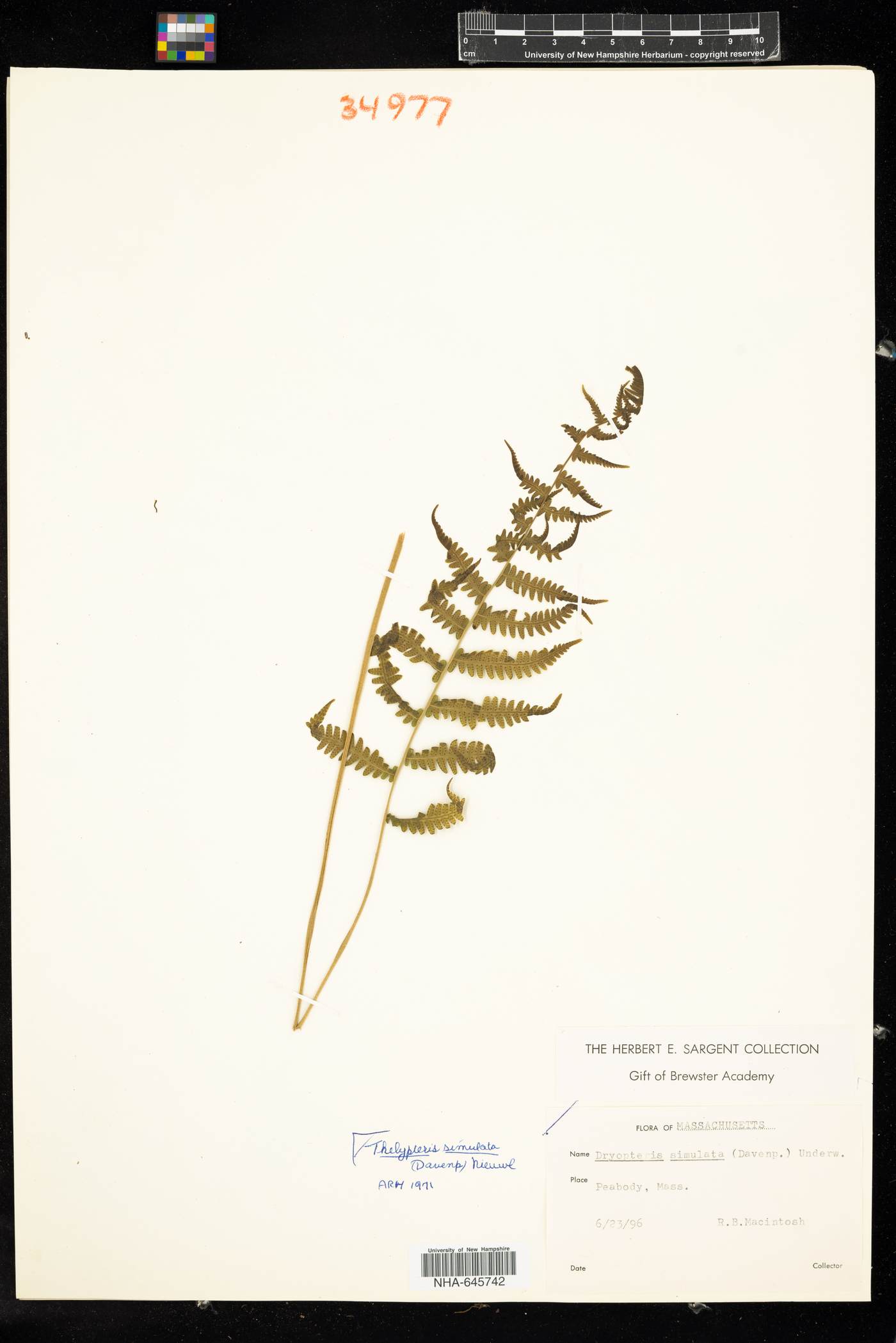 Thelypteris simulata image