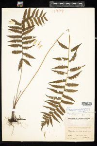 Thelypteris simulata image