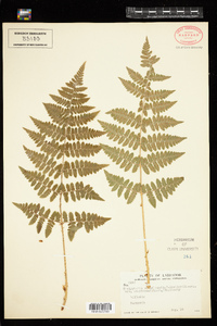 Dryopteris campyloptera image