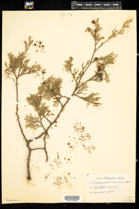 Chamaecyparis thyoides image