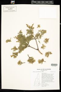 Chamaecyparis thyoides image