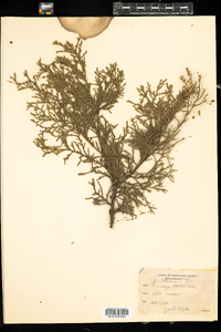 Juniperus chinenesis var. pfitzeriana image