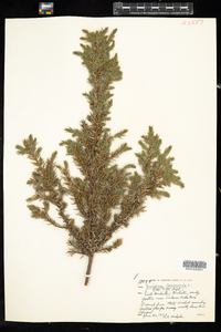 Juniperus communis image