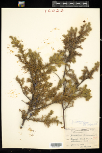 Juniperus communis var. depressa image