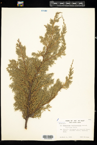 Juniperus horizontalis image