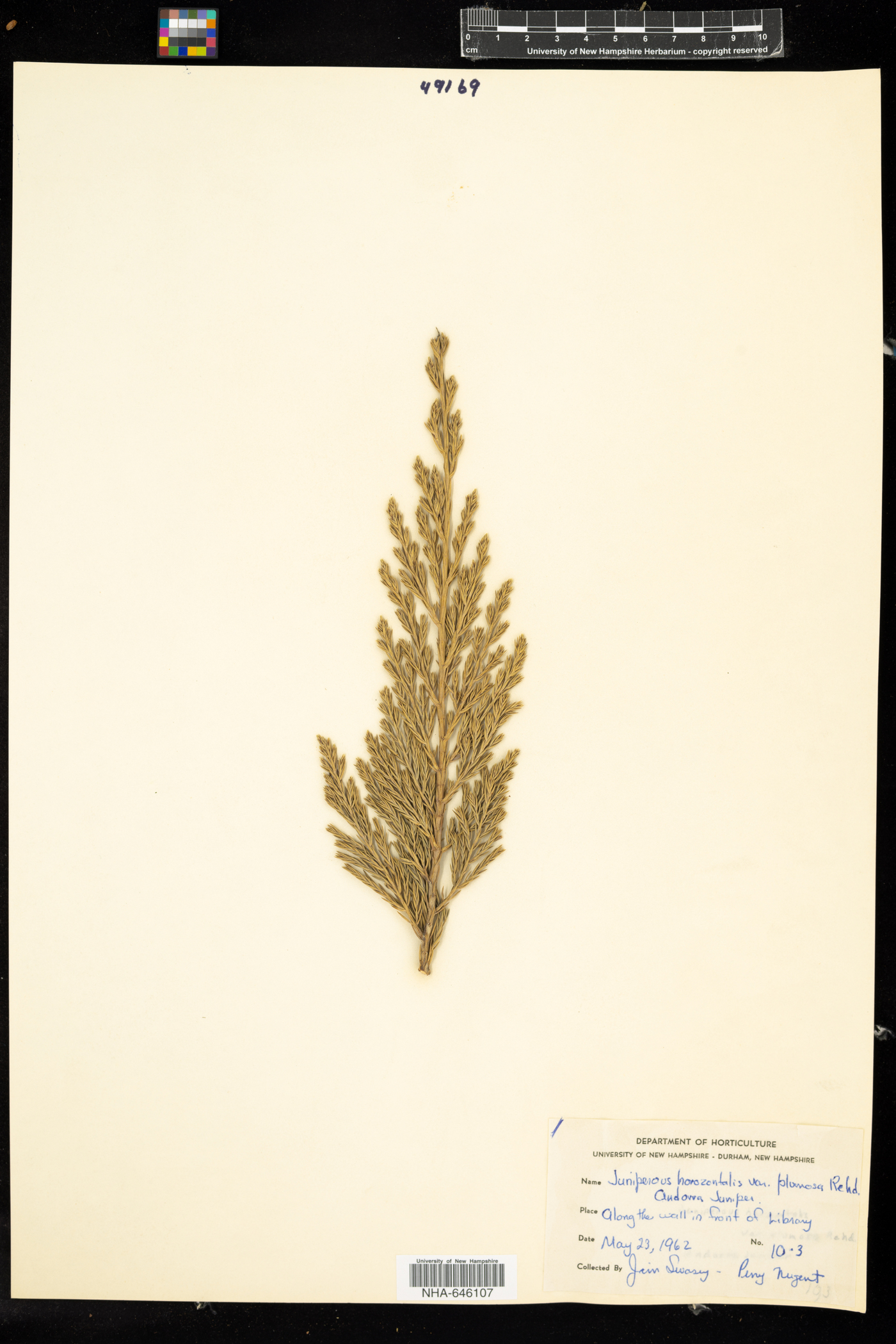 Juniperus horizontalis var. plumosa image