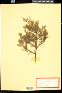 Juniperus virginiana image