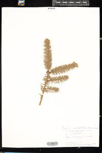 Image of Abies pinsapo