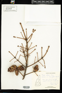 Picea rubens image