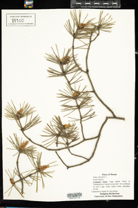 Pinus sylvestris image