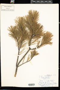 Pinus sylvestris image