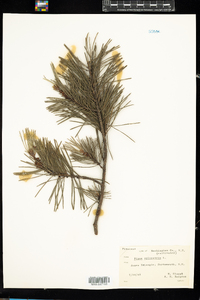 Pinus sylvestris image