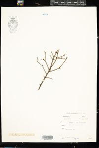 Tsuga canadensis image