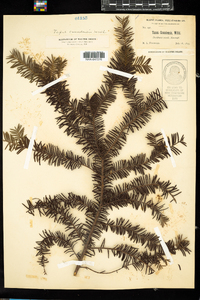 Taxus canadensis image