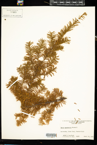 Taxus canadensis image