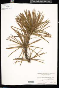 Sciadopitys verticillata image