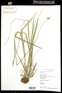 Carex cumulata image