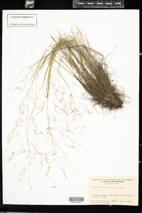 Agrostis perennans image