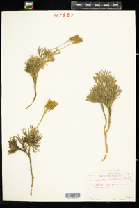 Lycopodium tristachyum image