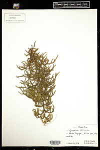 Lycopodiella cernua image